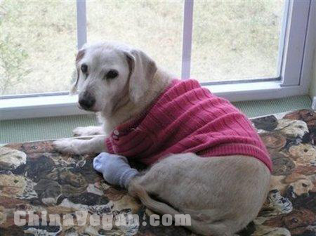 世界最長壽狗去世 活21年相當於人類147歲