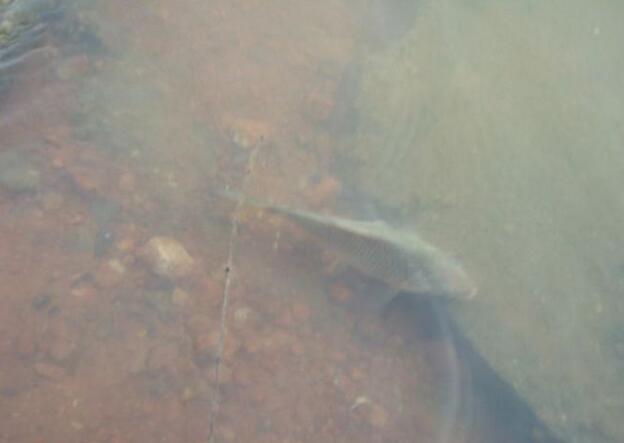 放生時應知道的常識