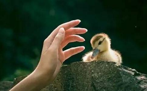 放生，最富有價值意義的一種行為