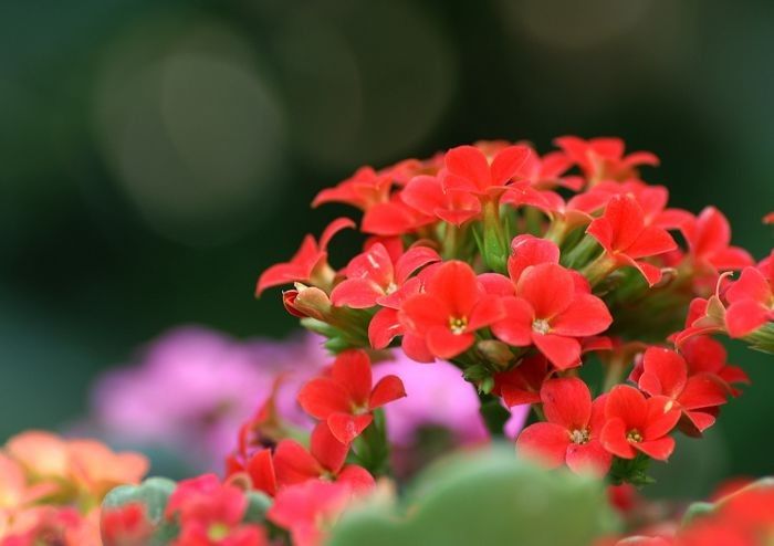 一念惻隱得延壽之法