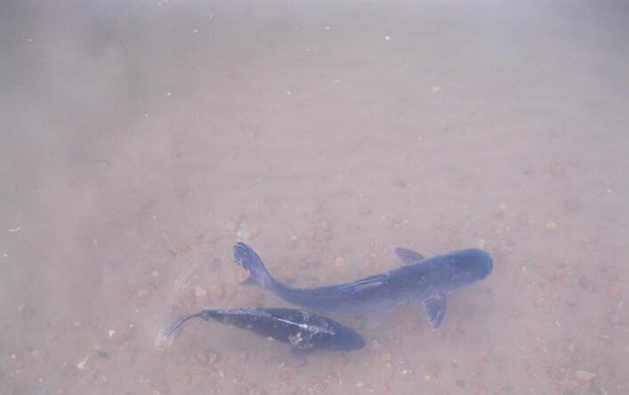 放生打開修行的天窗