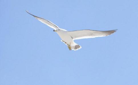 鳥類放生的注意事項