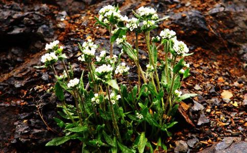 為了生存，大學生走上拾撿廢品的道路