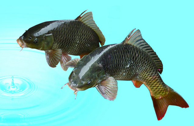 放生常識知多少