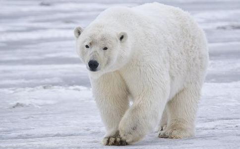 又到皮草季——動物無言