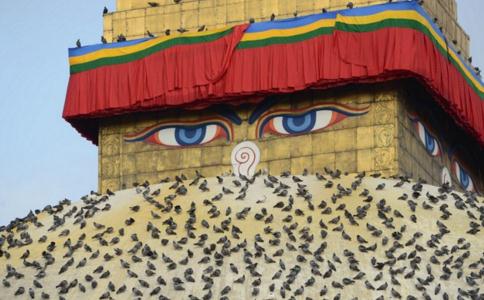 怎樣能做到如理如法的放生？