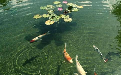 只要心有善與慈悲的指引，一切行為皆是放生