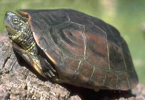 不同的生物物種的放生方法