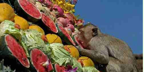 四噸蔬果任其吃「猴子的宴會」 泰國舉行