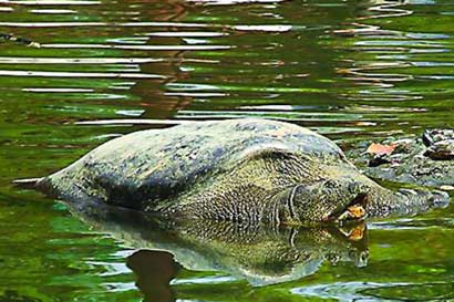 富翁慈悲買鱉放生，小人無恥出賣恩公