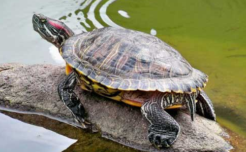 不適宜放生的動物介紹