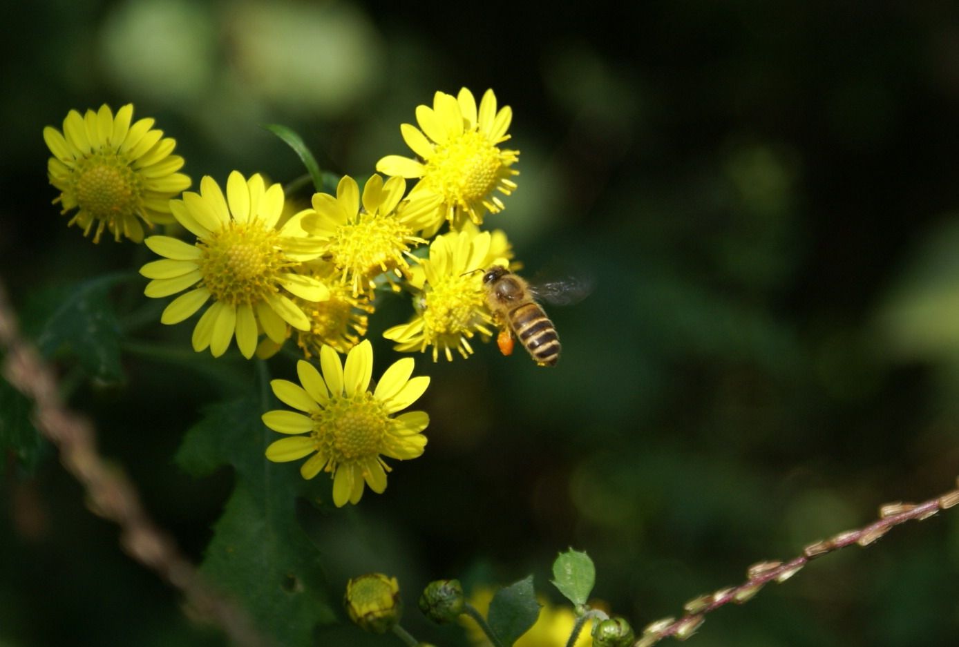 習氣是殘余的被積蓄的煩惱