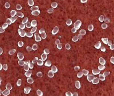 釋迦牟尼佛舍利的考古發現