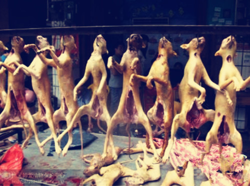 可怕！男子電死狗遭遇現世報