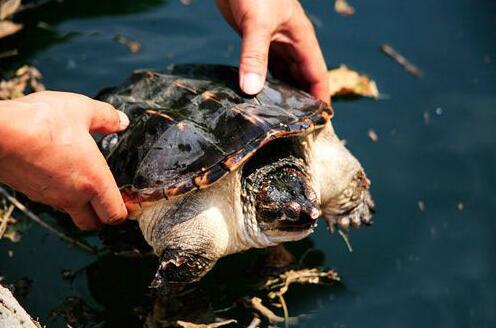 辨析七種對放生的錯誤言論