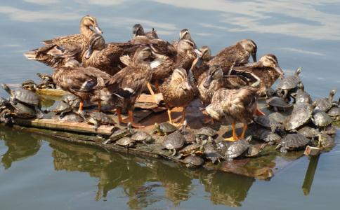 堅持放生可以培養慈悲心