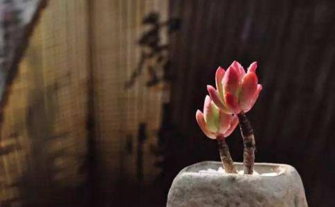 佛說在家居士有四個法寶