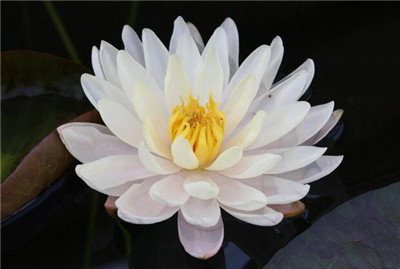 無能勝菩薩咒感應