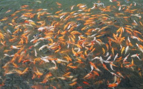 放生以來遇到的最大的感應