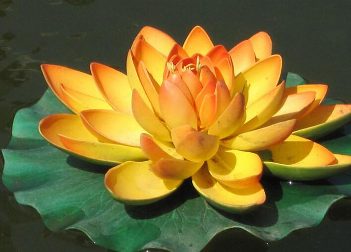 佛子應竭力護持放生事業