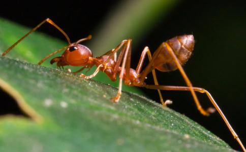 不傷蟲蟻、使蟲蟻遠離的妙法