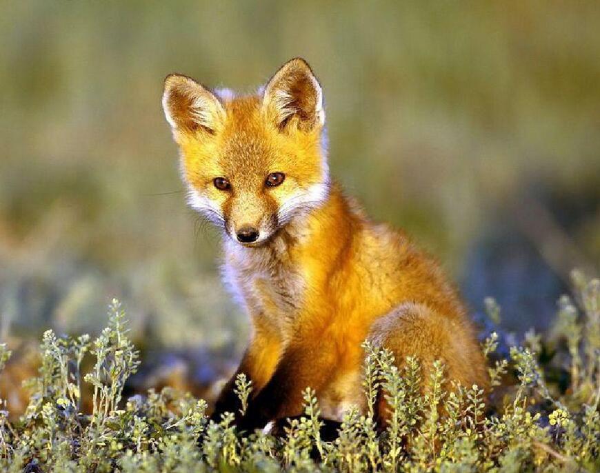 有關人類與動物交流的那些事