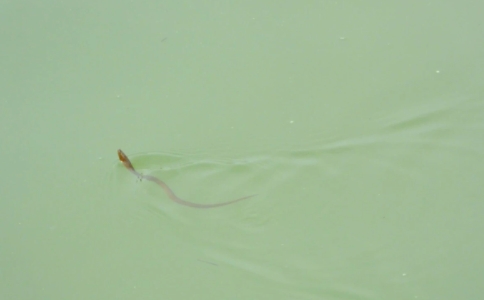 鱔魚放生時需要注意些什麼?