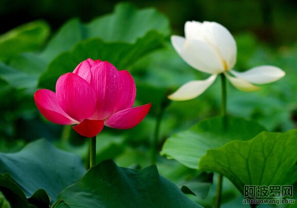 佛陀智慧的教學方法