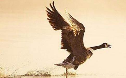 五百大雁喜聞佛法，死後轉生天人