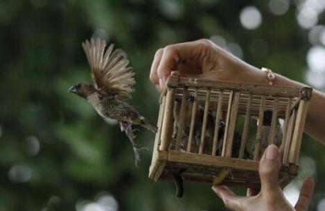 關於放生的善巧方法