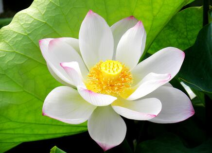 夢中示現 懺悔放生