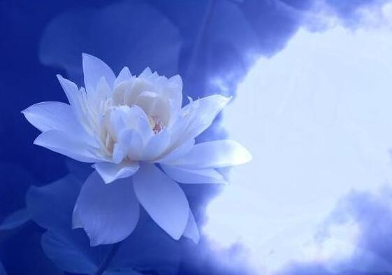 以不忍殺生為念隨緣而放生