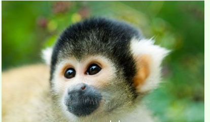 阻止布魯克海文國家研究ASA進行的對猴子的核輻射實驗