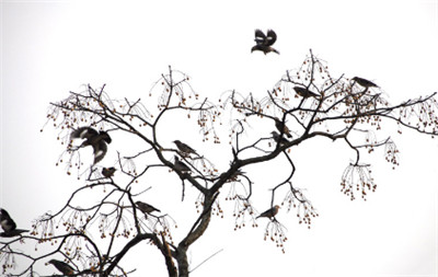 如何放生才是持戒