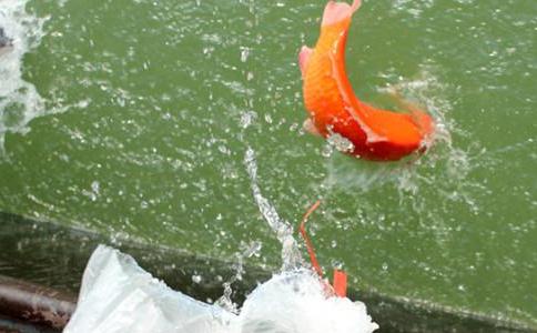 戒殺放生有何特殊意義？