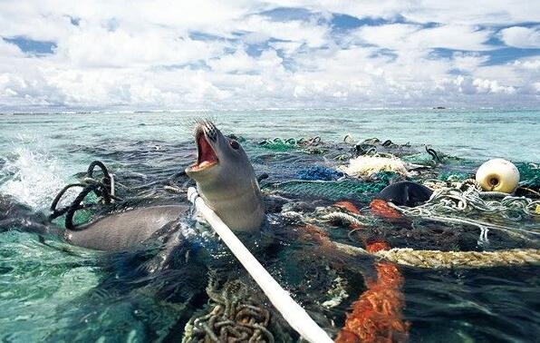 動物之殤 人類不可承受之重