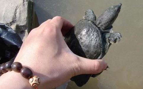 勸君戒殺來放生，人生處處春