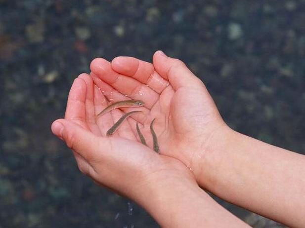 放生需要注意的四個問題