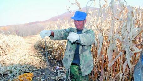 大群蛇被放生 養蛙人直犯愁