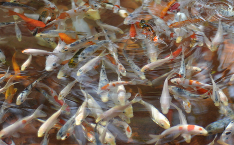 放生的妙招經驗集錦