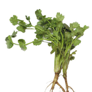 海濤法師：為什麼不能吃香菜(芫荽)