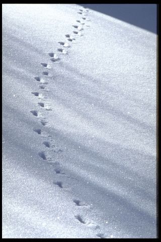 達真堪布：錯過了共修時間還可以修法嗎