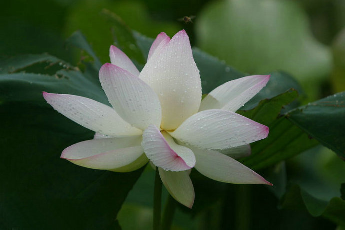 大安法師：修凈土的重點在修孝道嗎？